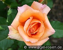 Doris Tysterman kaufen, clicken für mehr Details Doris Tysterman