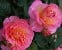 Dornburger Schlossrose
