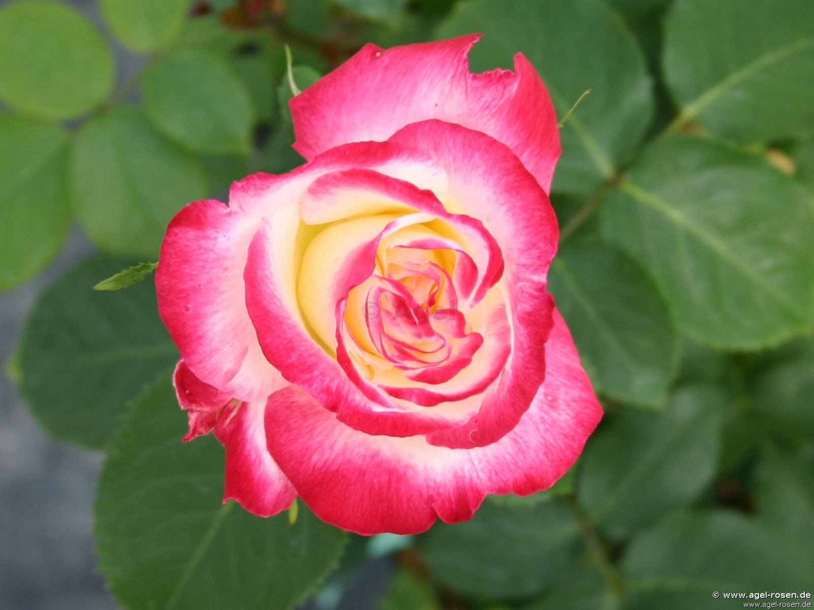 Rose ‘Double Delight‘ (5-Liter Topf)