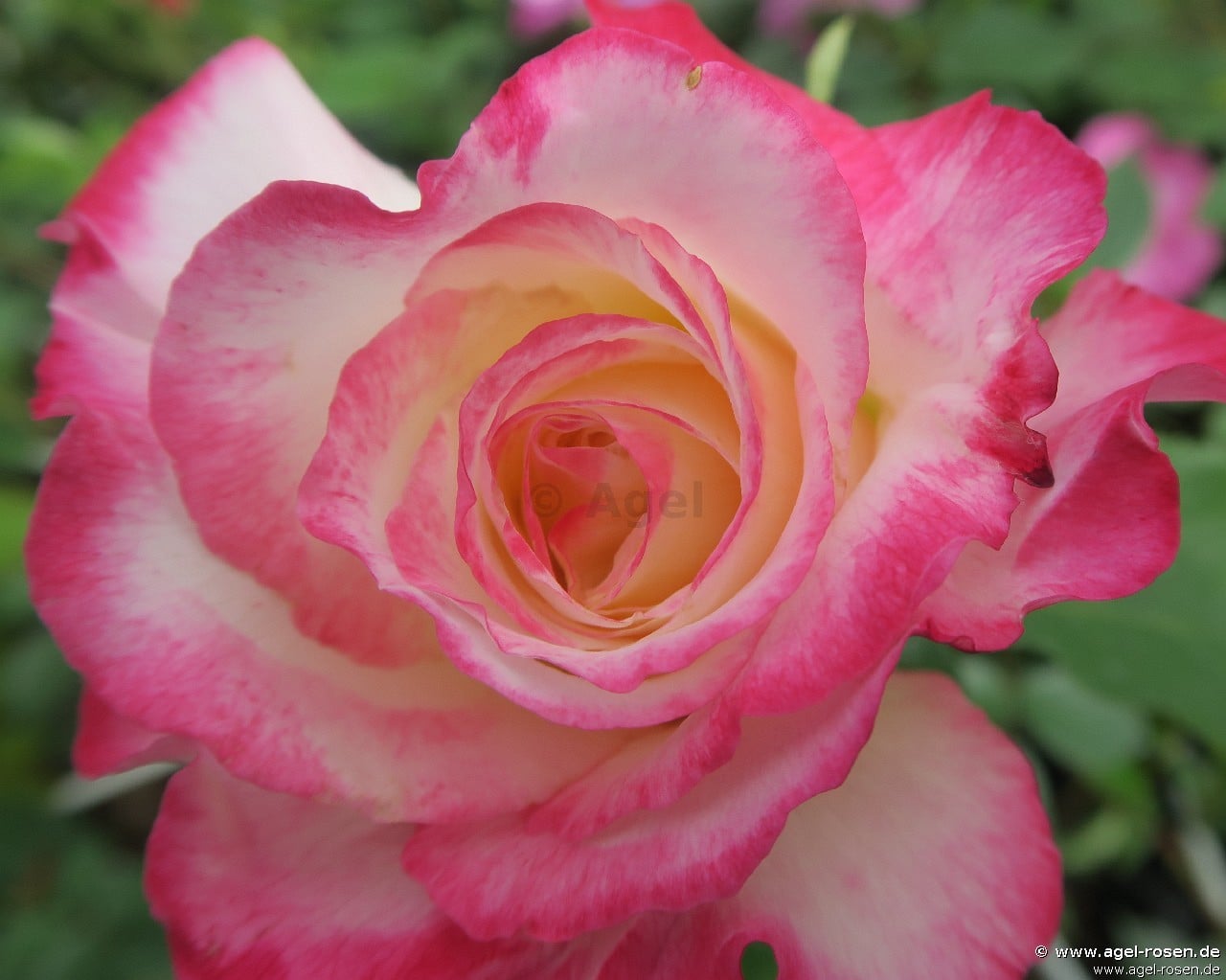 Double Delight kaufen – Edelrose – AGEL ROSEN