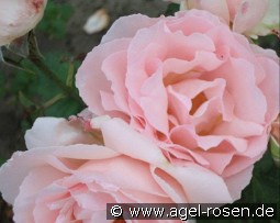 Dream kaufen, clicken für mehr Details Dream