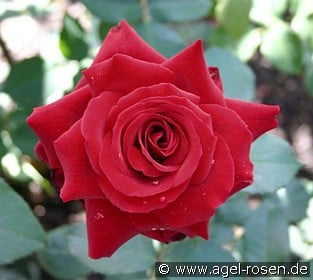 Agel rosen Agel rosen