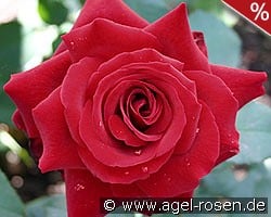 Duftzauber 84 kaufen, clicken für mehr Details Duftzauber 84