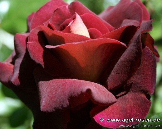 Rose ‘Eddy Mitchell syn. Dark Knight‘ (5-Liter Topf)