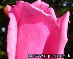 Eiffelturm kaufen, clicken für mehr Details Eiffelturm