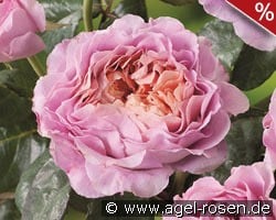 Eisvogel kaufen, clicken für mehr Details Eisvogel