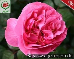 Elbflorenz kaufen, clicken für mehr Details Elbflorenz