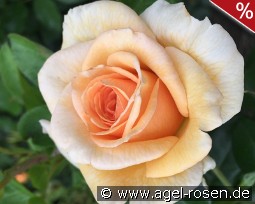Elin's Rose - Plant'n'relax
