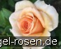 Elin's Rose - Plant'n'relax kaufen