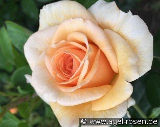 Elin's Rose - Plant'n'relax