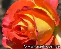 Elisabeth von Thüringen kaufen, clicken für mehr Details Elisabeth von Thüringen