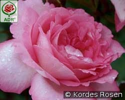 Eliza kaufen, clicken für mehr Details Eliza