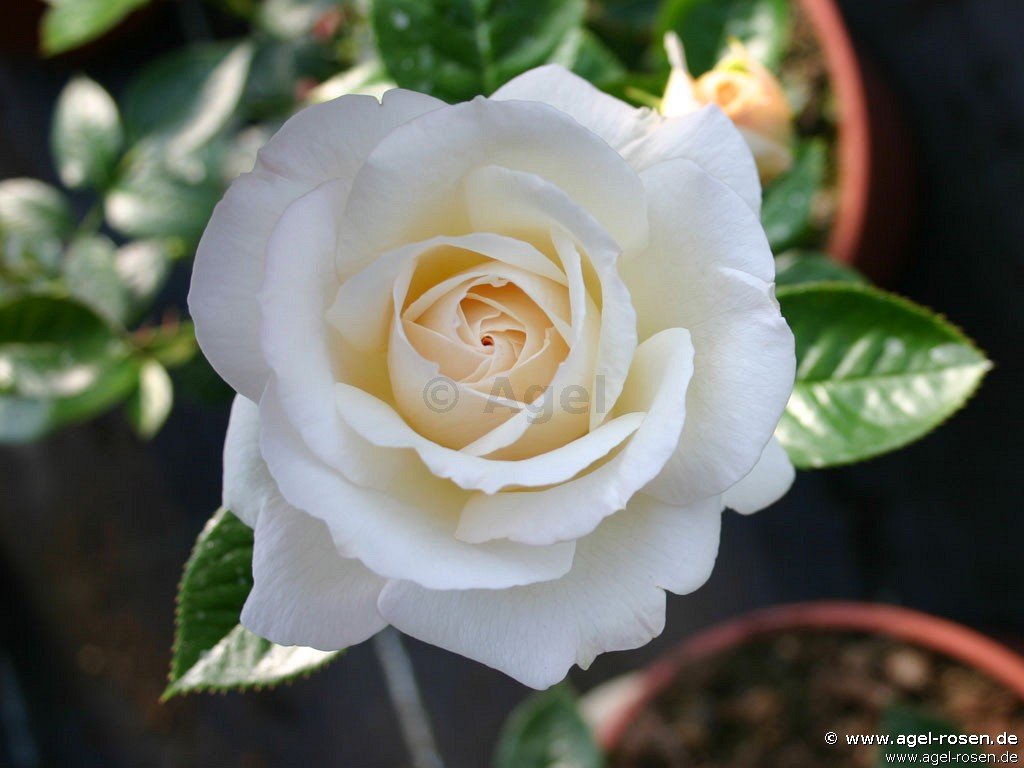 Rose ‘Elvis‘ (wurzelnackte Rose)