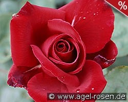 Erotika kaufen, clicken für mehr Details Erotika