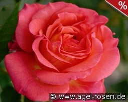 Fabulous kaufen, clicken für mehr Details Fabulous