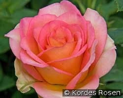 Fantasia Mondiale kaufen, clicken für mehr Details Fantasia Mondiale