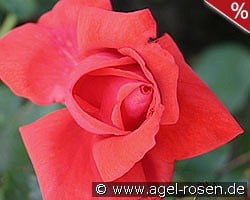 Festival kaufen, clicken für mehr Details Festival