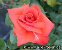 Feuerzauber kaufen, clicken für mehr Details Feuerzauber