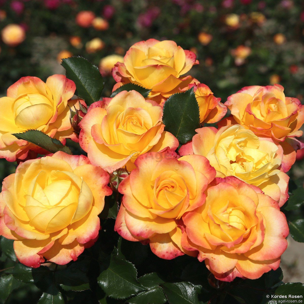 Rose ‘Flaming Star‘ (5-Liter Topf)