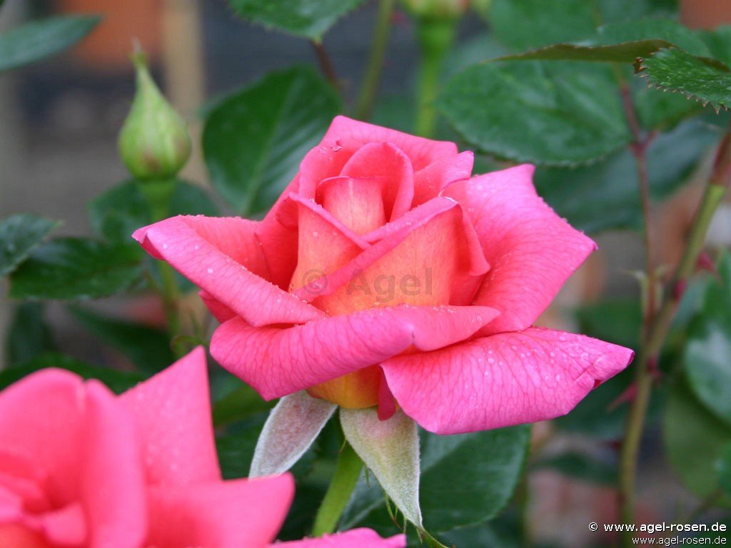 Rose ‘Fragrant Alizée‘ (Hochstamm (~90cm), wurzelnackt)