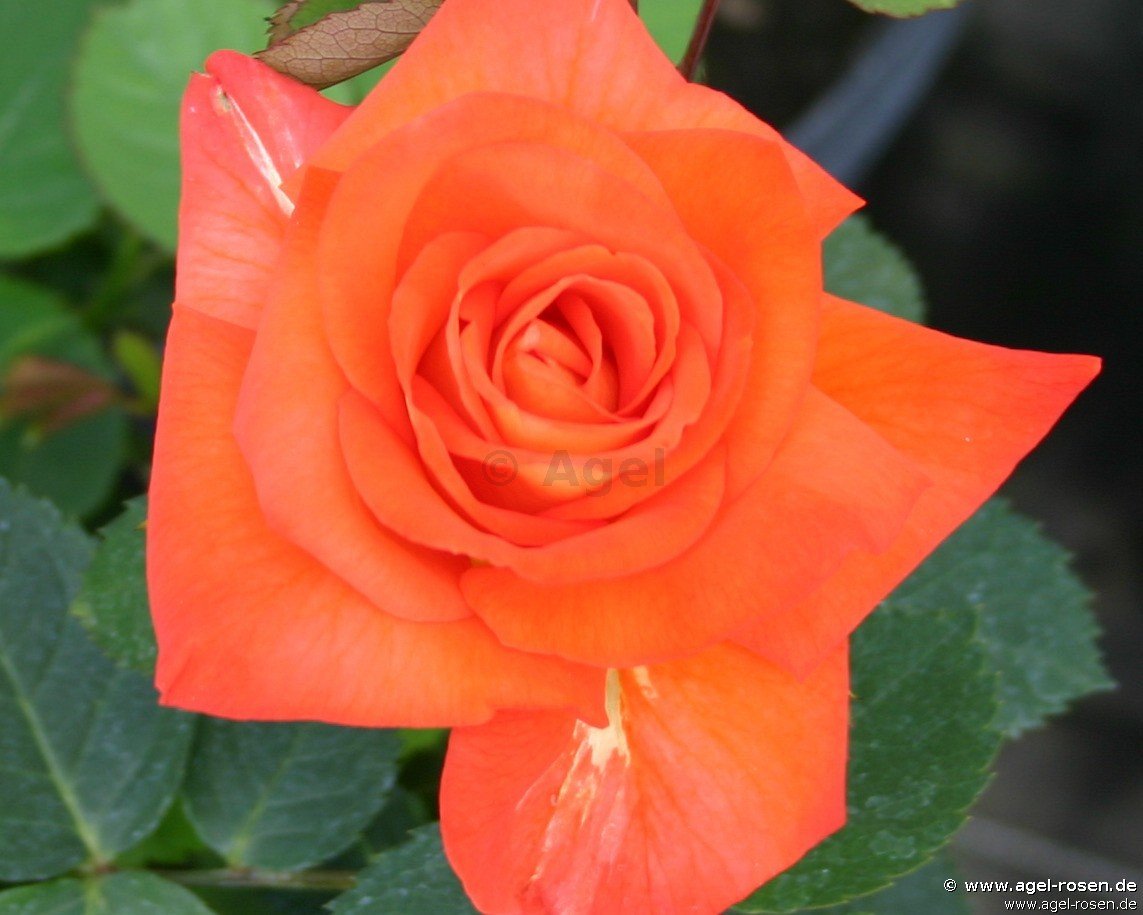 Rose ‘France Libre‘ (2-Liter Biotopf)