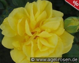 Gina Lollobrigida kaufen, clicken für mehr Details Gina Lollobrigida