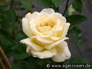 Golden Silk