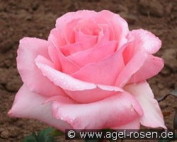 Gräfin Bettina Bernadotte kaufen, clicken für mehr Details Gräfin Bettina Bernadotte