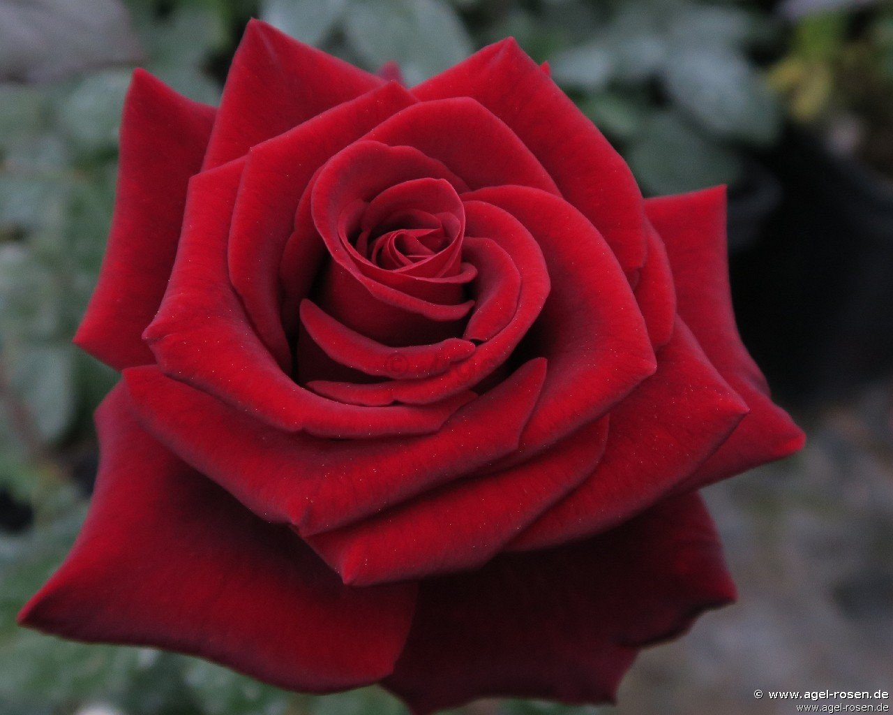 Rose ‘Graf Lennart‘ (wurzelnackte Rose)