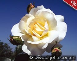 Grand Nord kaufen, clicken für mehr Details Grand Nord