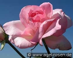 Great Century  -  Grand Siècle kaufen, clicken für mehr Details Great Century  -  Grand Siècle