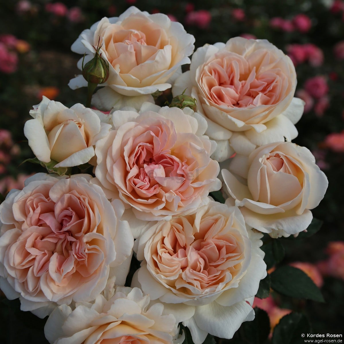 Großherzogin Luise ® kaufen – Edelrose – AGEL ROSEN