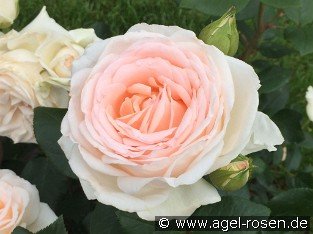 Gruaud Larose