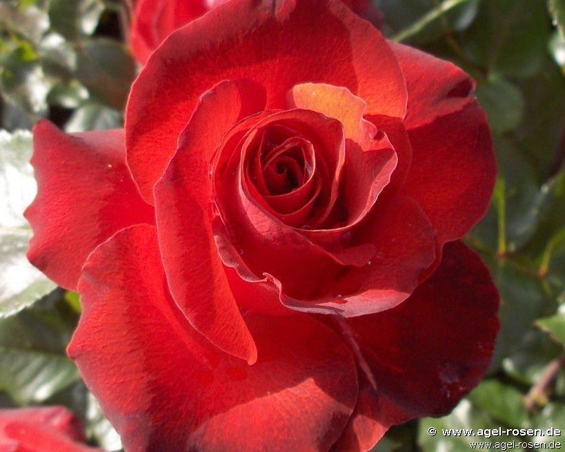 Rose ‘Gruß an Angeln‘ (wurzelnackte Rose)