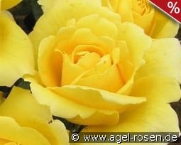 Gruß an Zwönitz kaufen, clicken für mehr Details Gruß an Zwönitz