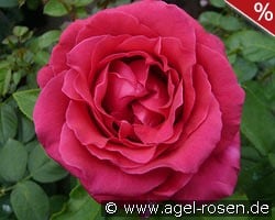 Harald Wohlfahrt kaufen, clicken für mehr Details Harald Wohlfahrt