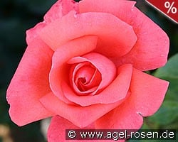 Harmonie kaufen, clicken für mehr Details Harmonie