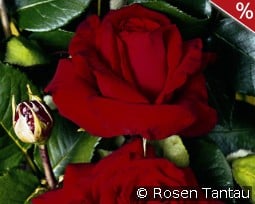 Helmut Kohl Rose kaufen, clicken für mehr Details Helmut Kohl Rose
