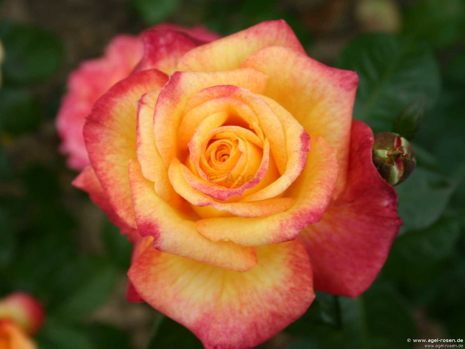 Rose ‘Henrietta‘ (wurzelnackte Rose)
