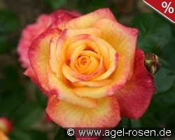 Henrietta kaufen, clicken für mehr Details Henrietta