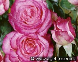 Hessenrose