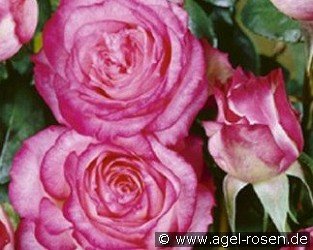 Hessenrose