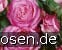 Hessenrose