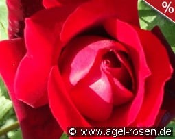 Hidalgo syn Michel Hidalgo kaufen, clicken für mehr Details Hidalgo syn Michel Hidalgo