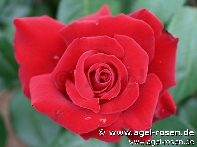 Rose ‘Ingrid Bergman‘ (wurzelnackte Rose)