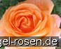 Jan Stefan Hettler Rose kaufen