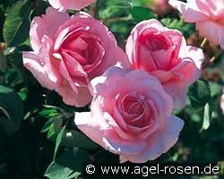 Jardins de Villandry kaufen, clicken für mehr Details Jardins de Villandry