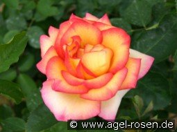 Jean Piat kaufen, clicken für mehr Details Jean Piat