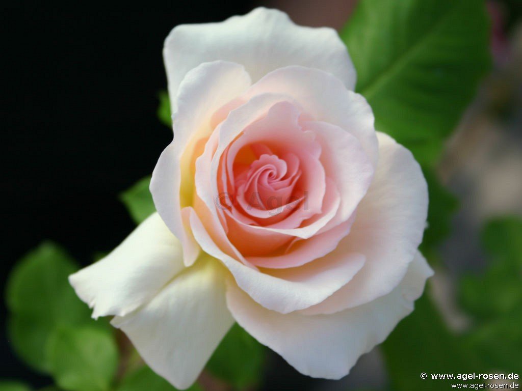 Rose ‘Johann Strauß‘ (Hochstamm (~110cm), wurzelnackt)