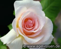 Johann Strauß kaufen, clicken für mehr Details Johann Strauß